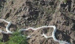 世界上有龙吗真实视频,探寻世界龙的存在之谜